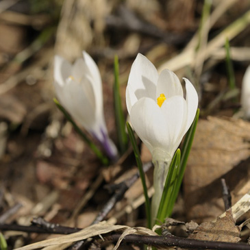 Crocus albiflorus, šafrán...