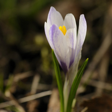 Crocus albiflorus, šafrán...