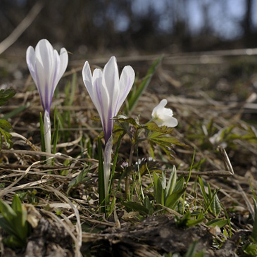 Crocus albiflorus, šafrán...