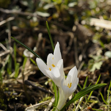 Crocus albiflorus, šafrán...