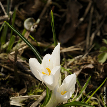 Crocus albiflorus, šafrán...