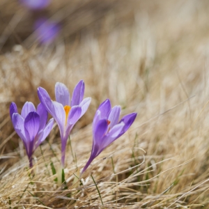 Crocus vernus, šafrán jarní –...