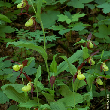 Cypripedium calceolus, střevičník...