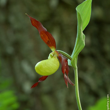 Cypripedium calceolus, střevičník...