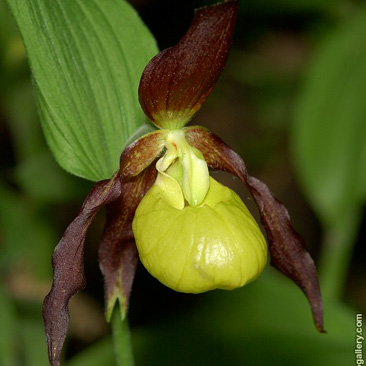 Cypripedium calceolus – střevičník pantoflíček