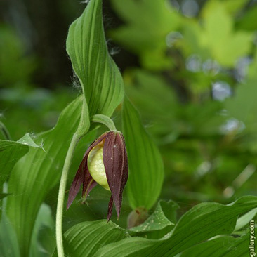 Cypripedium calceolus, střevičník...