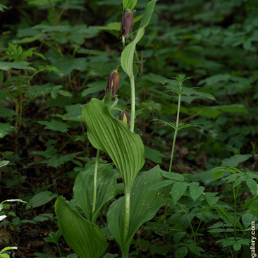 Cypripedium calceolus, střevičník...