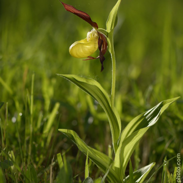 Cypripedium calceolus, střevičník...