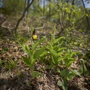 Cypripedium calceolus, střevíčník...