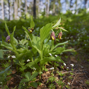 Cypripedium calceolus, střevíčník...