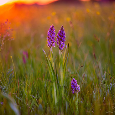 Dactylorhiza incarnata, prstnatec...