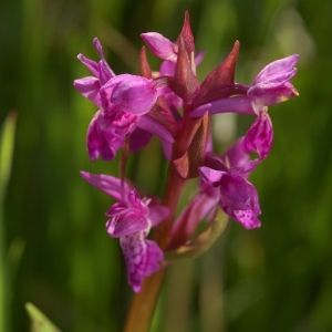 Dactylorhiza majalis, prstnatec májový