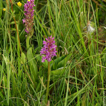 Dactylorhiza majalis, prstnatec májový