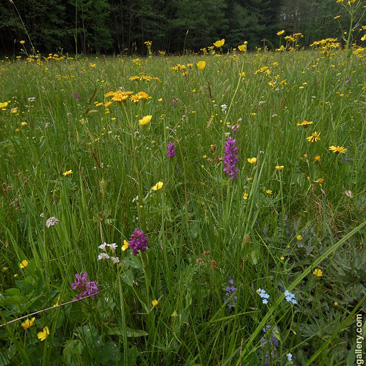 Dactylorhiza majalis, prstnatec májový