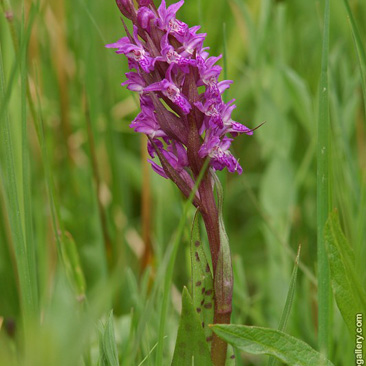 Dactylorhiza majalis, prstnatec májový