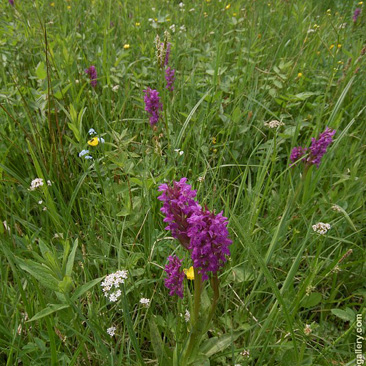 Dactylorhiza majalis, prstnatec májový