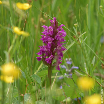 Dactylorhiza majalis, prstnatec májový