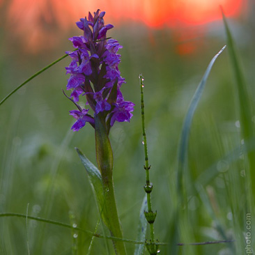 Dactylorhiza majalis, prstnatec...