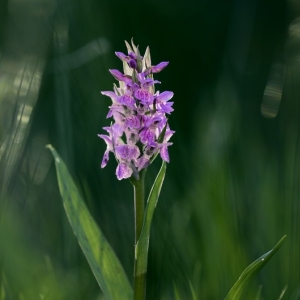 Dactylorhiza majalis, prstnatec...