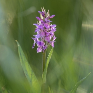 Dactylorhiza majalis, prstnatec...