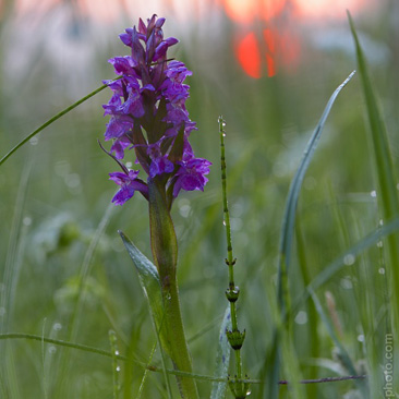 Dactylorhiza majalis, prstnatec...