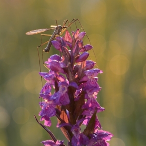 Dactylorhiza majalis, prstnatec...