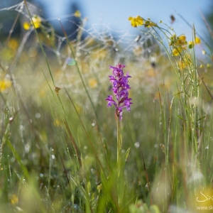 Dactylorhiza majalis, prstnatec...