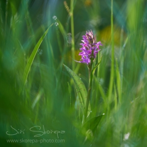 Dactylorhiza majalis, prstnatec...