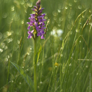 Dactylorhiza majalis, prstnatec...