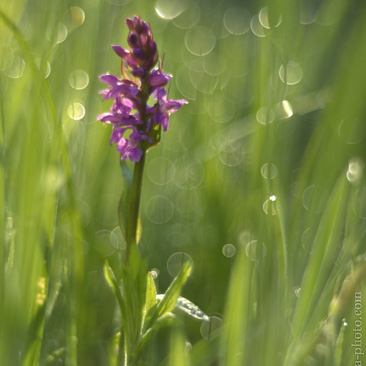 Dactylorhiza majalis, prstnatec...