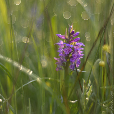 Dactylorhiza majalis, prstnatec...