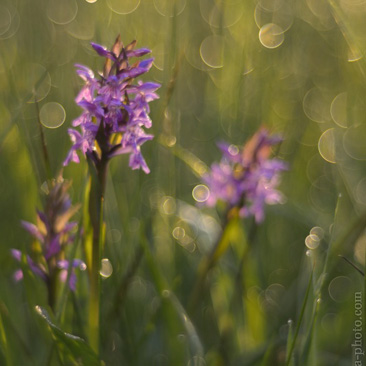 Dactylorhiza majalis, prstnatec...