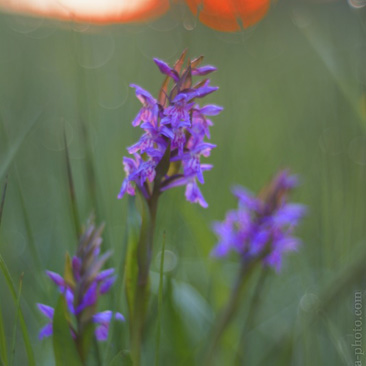 Dactylorhiza majalis, prstnatec...