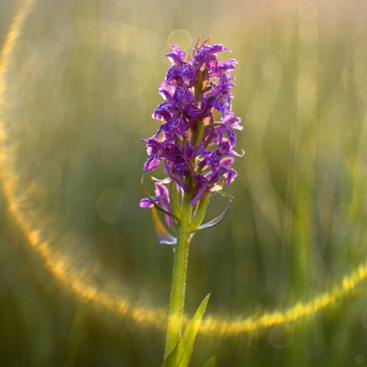 Dactylorhiza majalis, prstnatec...