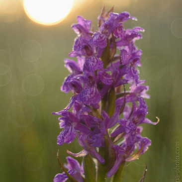 Dactylorhiza majalis, prstnatec...