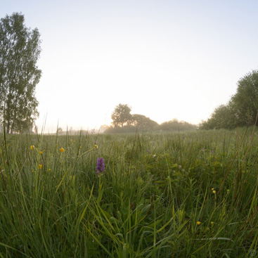 Dactylorhiza majalis, prstnatec...