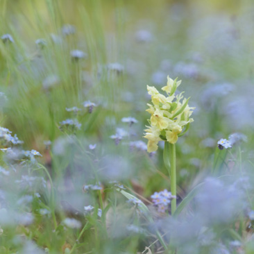 Dactylorhiza sambucina, prstnatec...