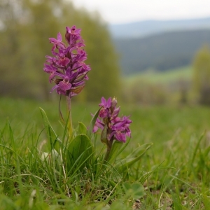 Dactylorhiza sambucina – prstnatec bezový