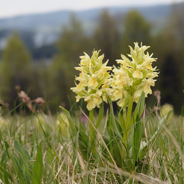 Dactylorhiza sambucina, prstnatec...