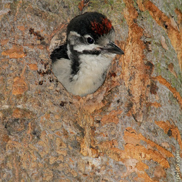 Dendrocopos major, strakapoud velký -...