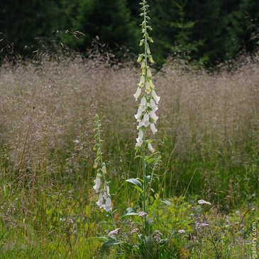 Digitalis purpurea, náprstník nachový