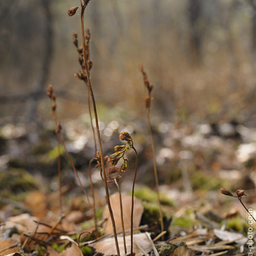 Drosera rotundifolia, rosnatka...