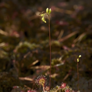 Drosera rotundifolia, rosnatka...
