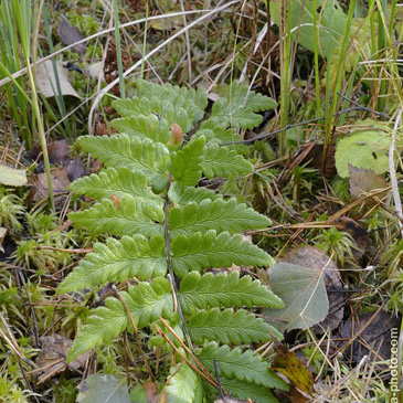 Dryopteris cristata, kapraď...