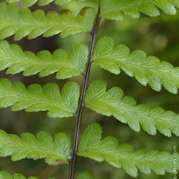 Dryopteris cristata, kapraď...