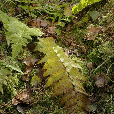 Dryopteris cristata, kapraď...