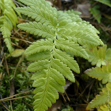 Dryopteris cristata, kapraď...