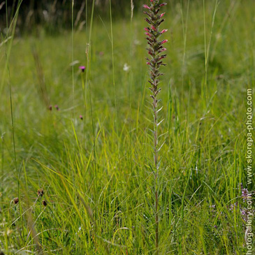 Echium maculatum, hadinec červený (...