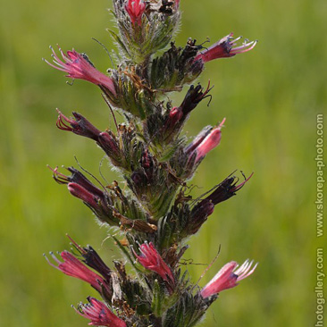 Echium maculatum, hadinec červený (...