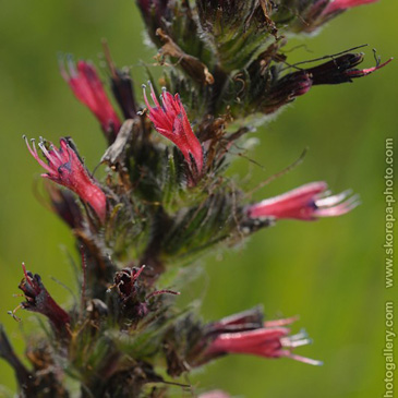 Echium maculatum, hadinec červený (...